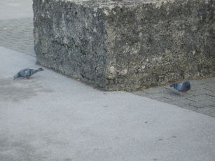 A pair of pigeons looking for seeds